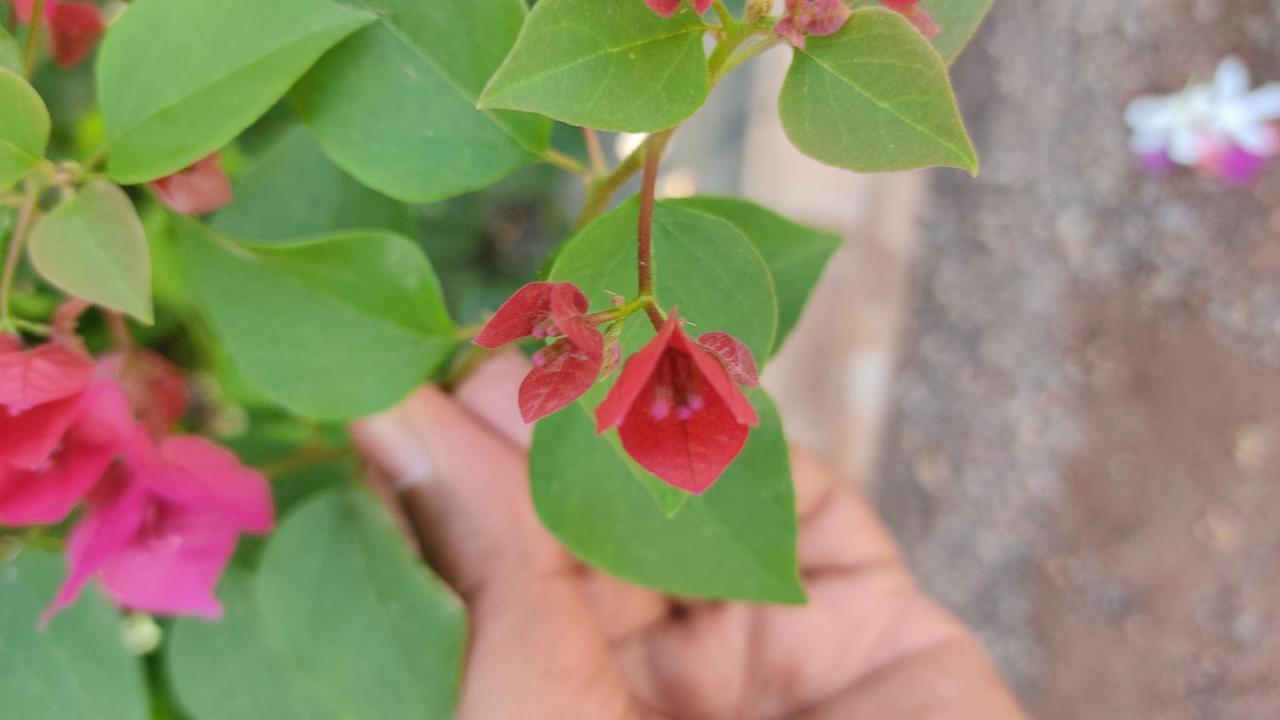 Kanthi Resorts Badami Bāgalkot 외부 사진